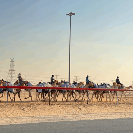 Dubai Camel Training Track Village (5)